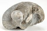 Devil's Toenail Fossil Oyster (Gryphaea) - Large Size - Photo 2